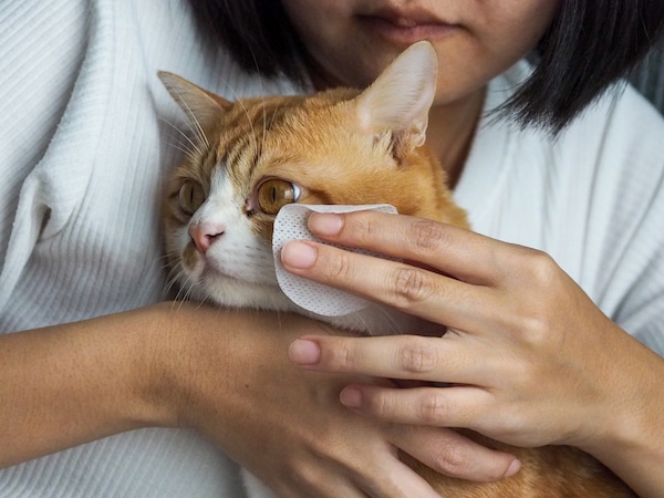 Are Pet Wipes Safe for Cats?